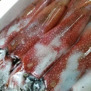 シロイカ