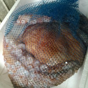 水だこ