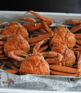 ズワイガニ 松葉ガニ