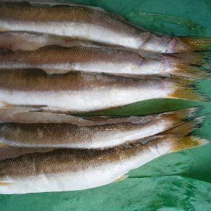 塩カマス