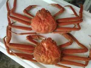 松葉ガニ、ボイルMサイズ