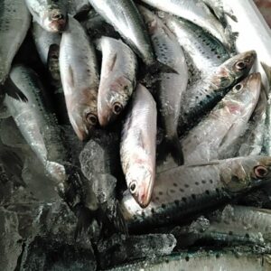 新鮮な鰯、イワシ