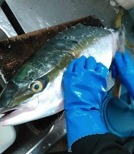 「よか嫁御ぶり」嫁ブリ