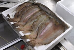 ベランスガレイ干物