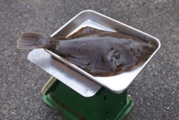 境港産 鮮魚 マスカレイ