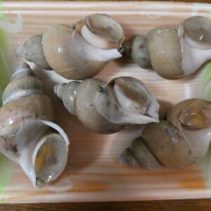 白バイ