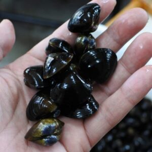 湖山池 ヤマトしじみ