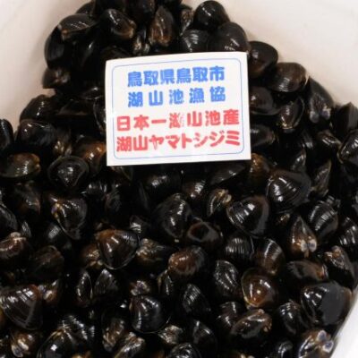 湖山池 ヤマトしじみ