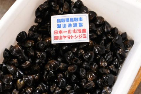 湖山池 ヤマトしじみ