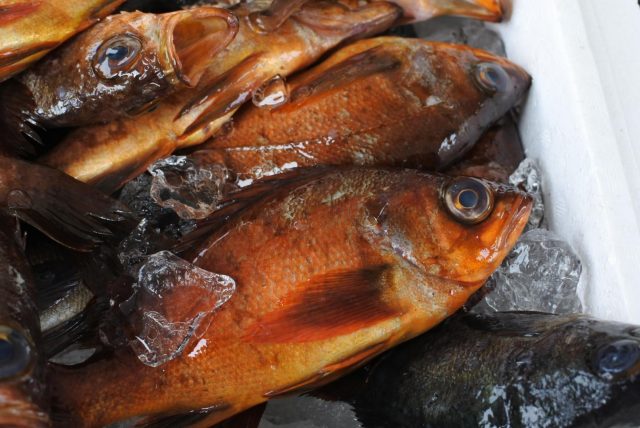 ナダメバル １匹 煮付け向き ウロコと内臓を取ってお持ちします 会員制 魚の宅配サービス