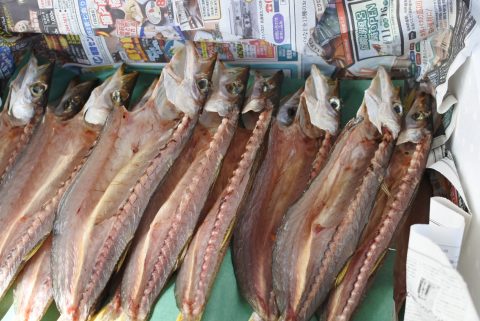 かやの鮮魚店 自家製 カマス干物