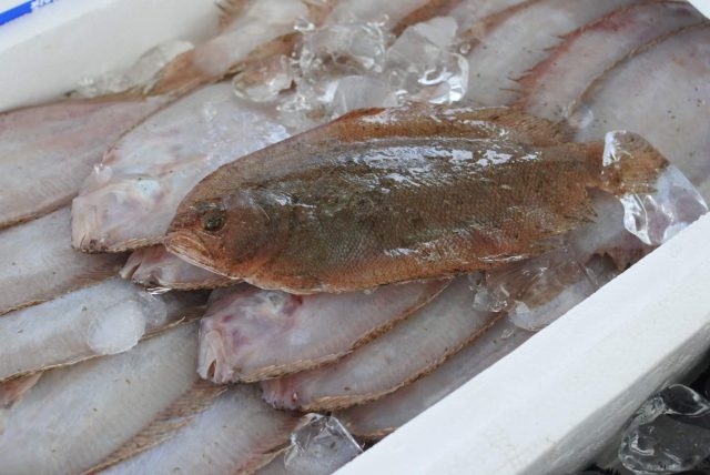 ガンゾウヒラメの刺身 白身魚 新登場 宅配サービス
