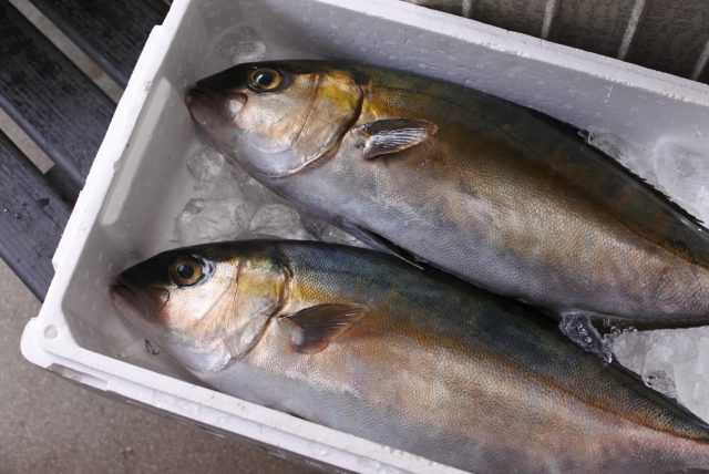 境港産 カンパチ