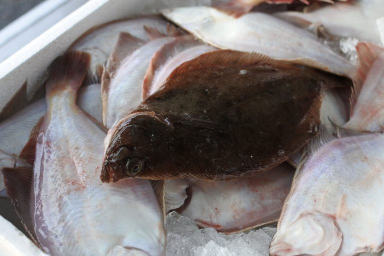 クチボソカレイ 中１匹 位 煮付け 唐揚げ向き 宅配サービス