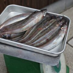 境港産 沖キス