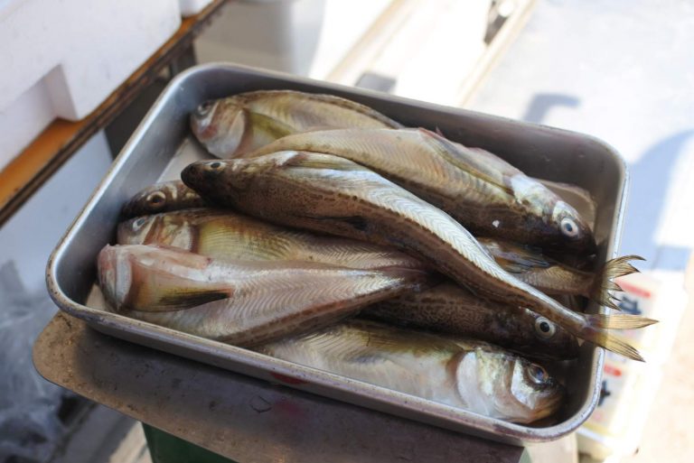 白ハタ 特大５匹400g 煮付け 塩焼き向き 今月で終了 宅配サービス