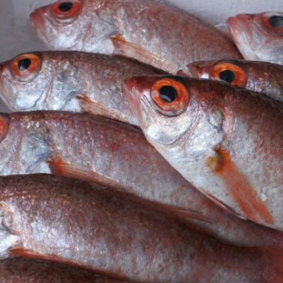 アカムツ（のどぐろ中１匹）