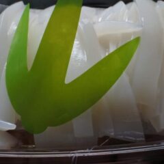 境港産 白イカ