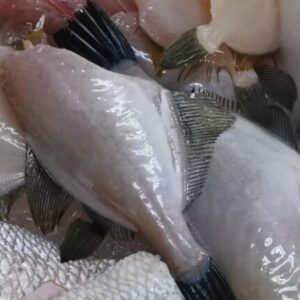 カワハギのむき身