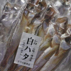 シロハタの一夜干し