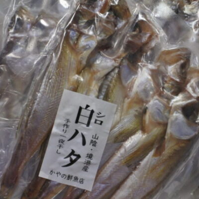 シロハタの一夜干し
