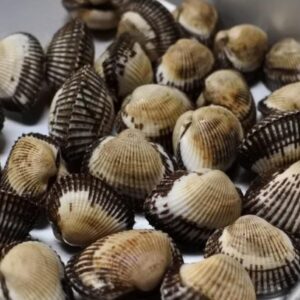 サルボウ貝(洗浄済300g)