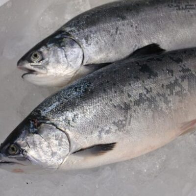 境港サーモン（1.4ｋ）