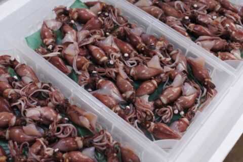 ボイル済ホタルイカ