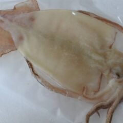 干物、シマメイカ（スルメ）の一夜干し
