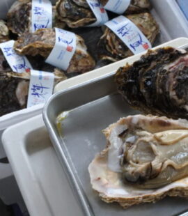 岩ガキ、夏輝