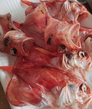 ユメカサゴ（アラカブ）