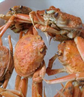 親ガニ（セコガニ）ボイル済