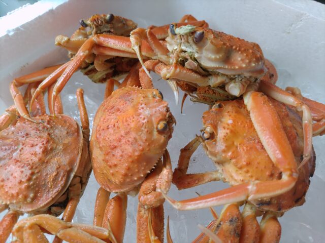 親ガニ（セコガニ）ボイル済