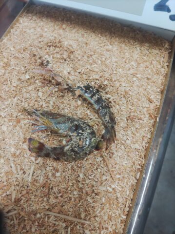 車海老 天草 養殖