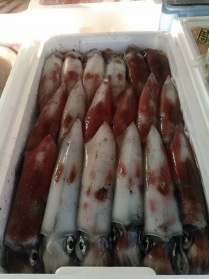 定番の白いか。日本海鮮魚通販