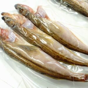 白ハタ 一夜干し 特大