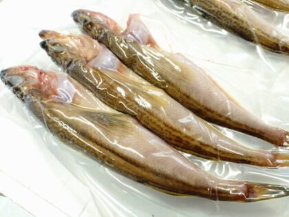 白ハタ 一夜干し 特大