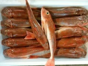 ホウボウ （コト）刺身／塩焼き／カルパッチョが美味！- かやの鮮魚店