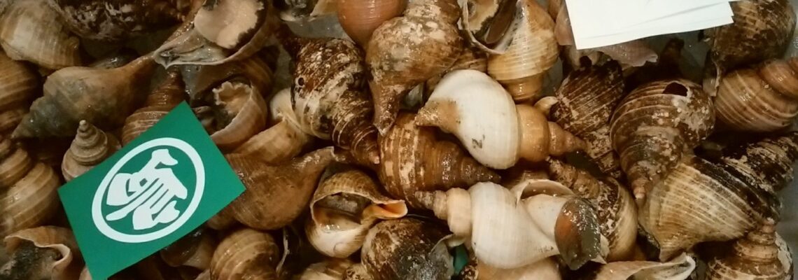 赤バイ（ エゾボラモドキ ）