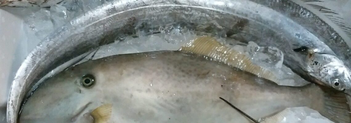 ウスバハギ タチウオ