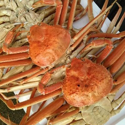 松葉ガニの上等