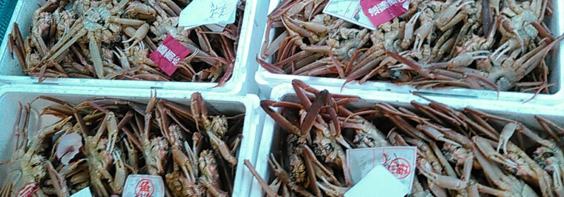 松葉ガニ 入荷（ ズワイガニ 雄）