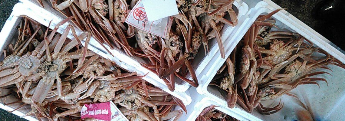 活松葉ガニ ズワイガニ 入荷