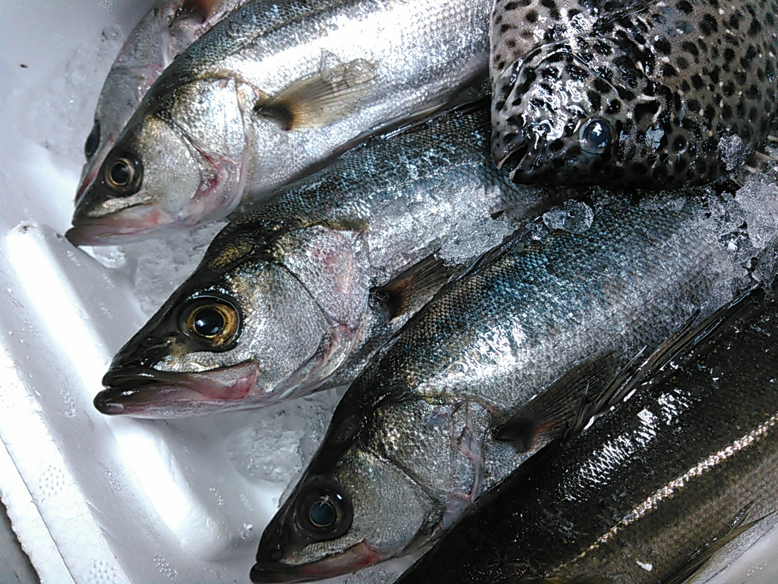 セイゴ スズキ は多くの料理で使えるオールラウンダー 境港鮮魚通販