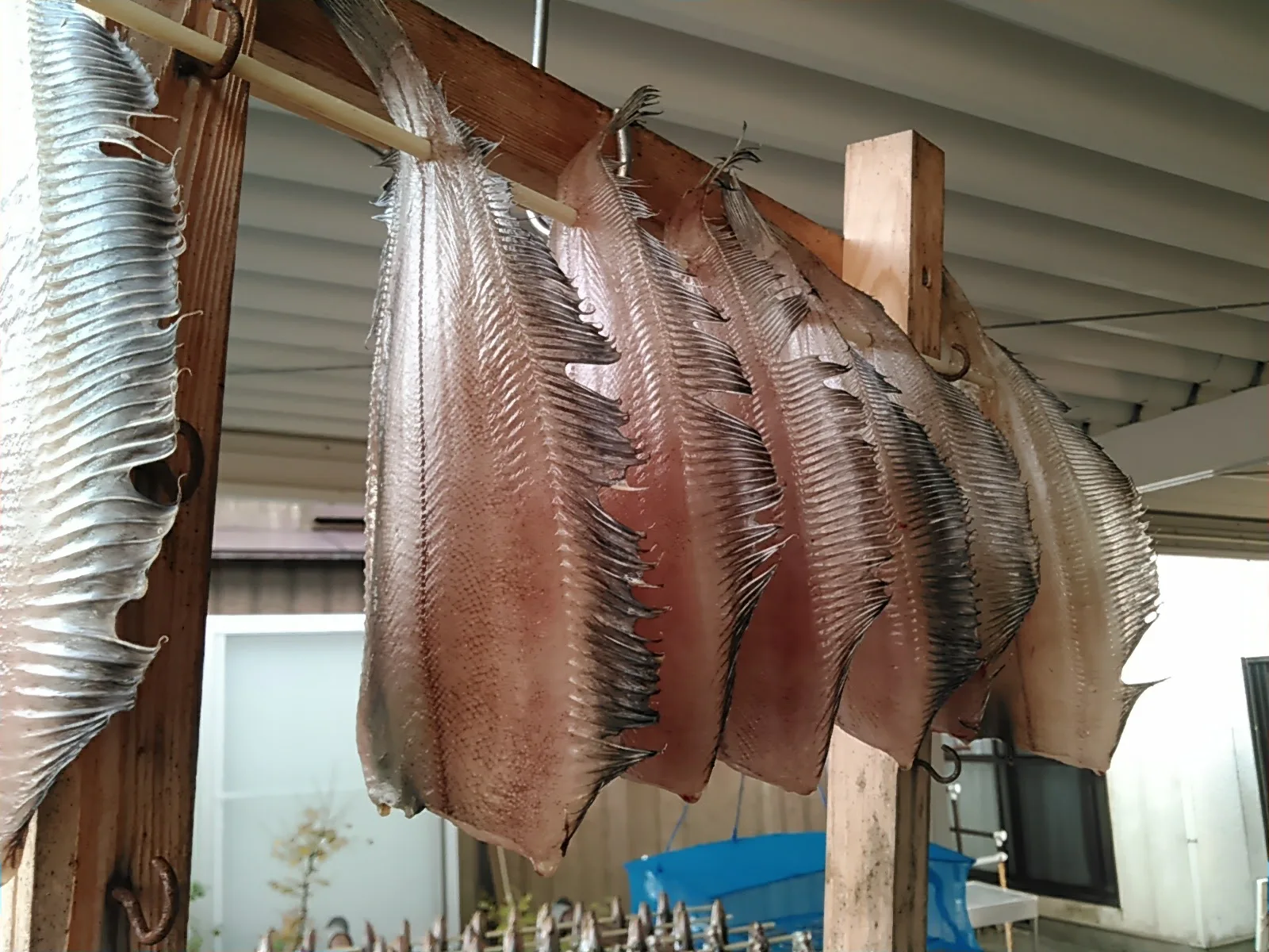 カマス一夜干し 真アジ べランスガレイの干物作り 境港鮮魚通販