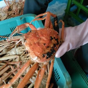 松葉ガニ 訳あり オススメ