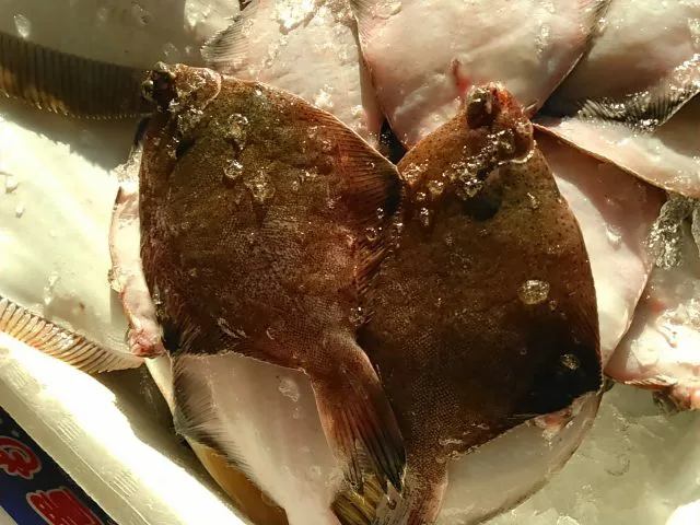オニオコゼ 白身の高級魚は刺身が絶品 一度は食べなきゃ 境港鮮魚販売