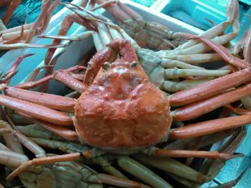 松葉ガニ LLサイズ(650〜750g) ボイル 良品 一匹 - かやの鮮魚店