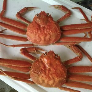 松葉ガニ、ボイルMサイズ