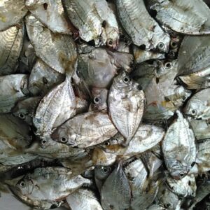 エノハ、ヒイラギ